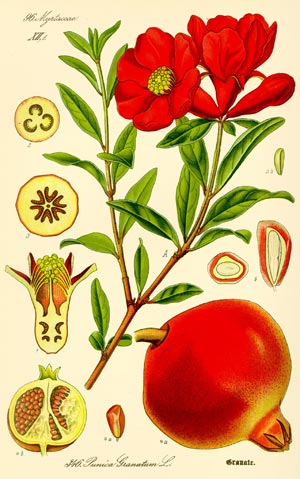 Granatapfel bei Arthritis und gegen Brustkrebs