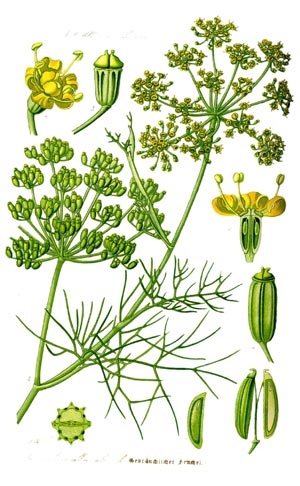 Fenchel als Gewrzpflanze, Gemsepflanze und Heilpflanze