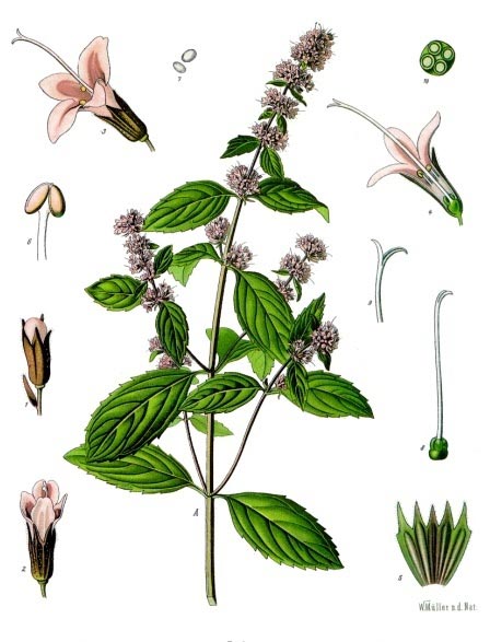 Pfefferminze als Heilpflanze