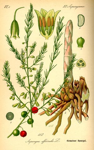 Spargel in der Naturheilkunde
