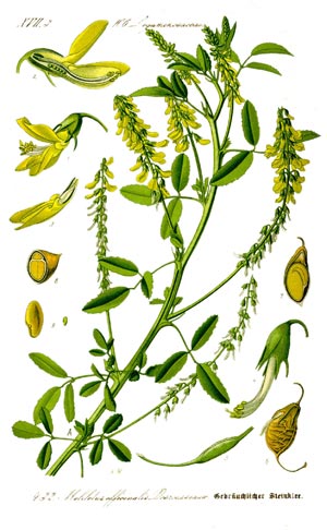 Steinklee in der Naturheilkunde