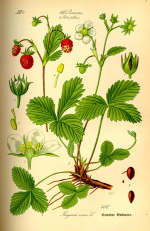 Walderdbeere in der Naturheilkunde